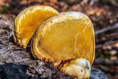 Ormandaki bir mantarı kapat.