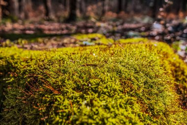 Yerde yosun var. Ormandaki yeşil yosun dokusu..