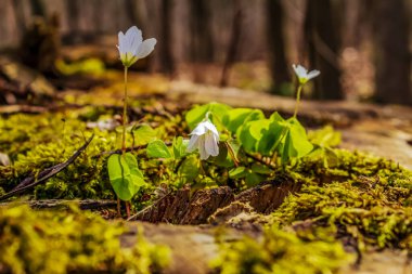 Bahar ormanı çiçekleri güneşli bir günde.