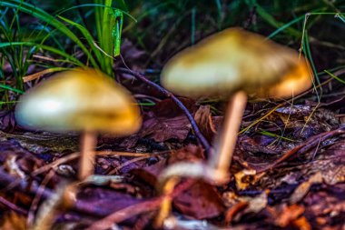 Ormanda bir grup mantar.