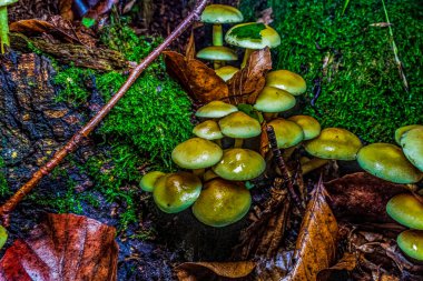 Ağaçtaki mantarlar