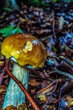 Kütüğün üzerinde mantarlar