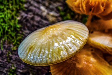 Ağaç dalında mantar