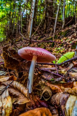 Ormanda kırmızı mantar, yakın görüş