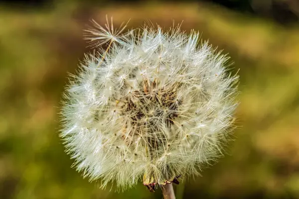 Yazın çayırda karahindiba çiçeği