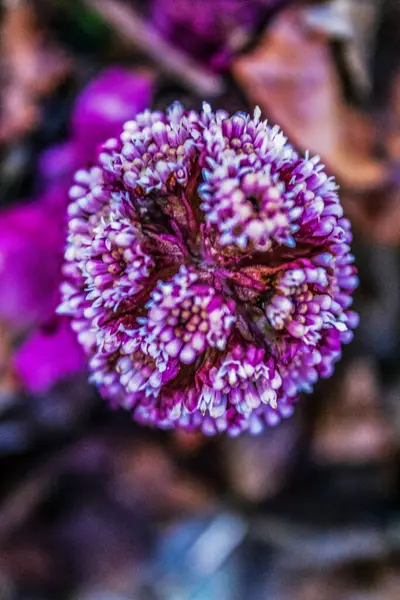 Bahçedeki güzel çiçekler