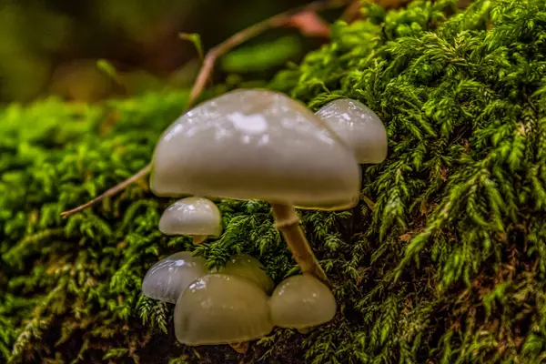 Macro photo, Animals, Nature, urope, Eastern Europe, Romania   