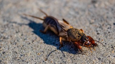 Yakın plan. Kahverengi beyaz bir hamamböceğinin kuyruğu yerde. Böcek, böcek, böcek kavramı.