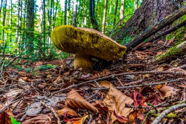 Ormandaki bir mantarın yakın çekimi.