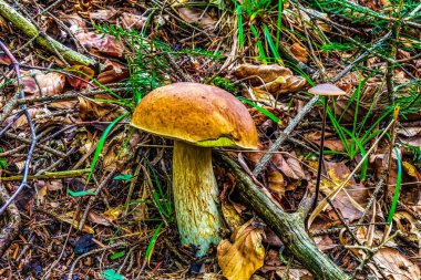 Ormanda yetişen yabani mantarlar