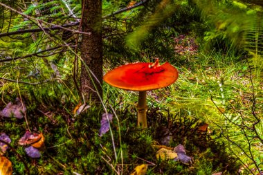 Bir ormandaki kırmızı mantar
