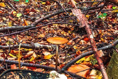 Macro photo, Animals, Nature, urope, Eastern Europe, Romania   