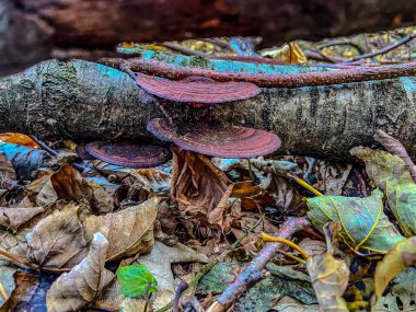 Kırmızı mantarlı bir ağacın yakın çekimi.