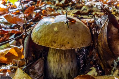 Sonbahar orman mantarları ve dökülen yapraklar. sonbahar arkaplanı.
