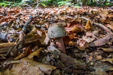 ormanda sonbaharda mantar