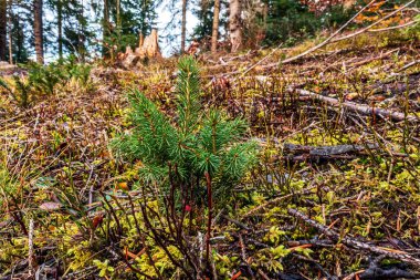 Macro photo, Animals, Nature, urope, Eastern Europe, Romania   