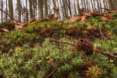 Macro photo, Animals, Nature, urope, Eastern Europe, Romania   