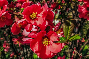 Bahçedeki güzel kırmızı çiçekler