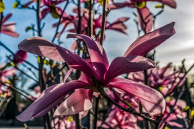 Macro photo, Animals, Nature, urope, Eastern Europe, Romania   