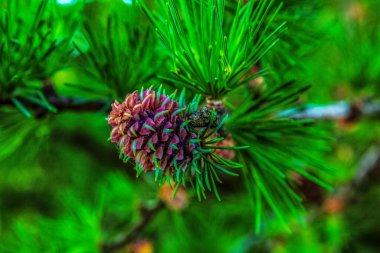 Macro photo, Animals, Nature, urope, Eastern Europe, Romania   