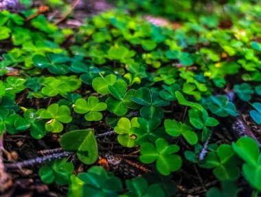 Macro photo, Animals, Nature, urope, Eastern Europe, Romania   