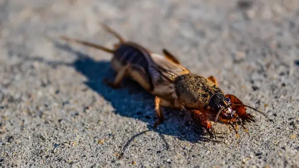 Yakın plan. Kahverengi beyaz bir hamamböceğinin kuyruğu yerde. Böcek, böcek, böcek kavramı.