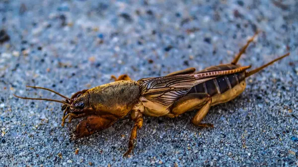 Ölü bir böceğin yakın çekim görüntüsü. Yerdeki taş yüzeyde.