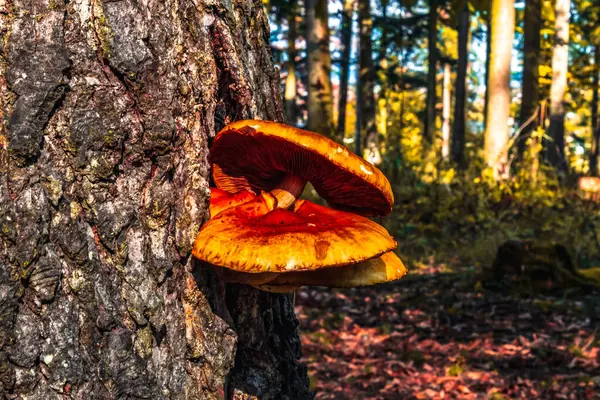 Macro photo, Animals, Nature, urope, Eastern Europe, Romania   