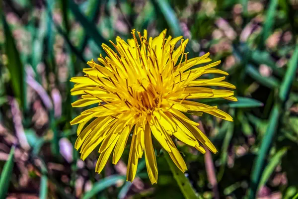 Macro photo, Animals, Nature, urope, Eastern Europe, Romania   