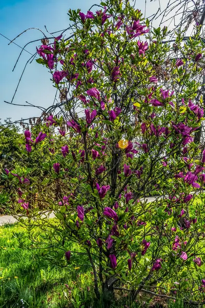 Macro photo, Animals, Nature, urope, Eastern Europe, Romania   