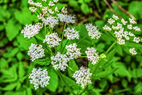 Macro photo, Animals, Nature, urope, Eastern Europe, Romania   