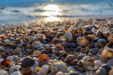 Kumlu bir sahilde deniz kabukları. dalgalı, kabuklu ve deniz taşlı deniz arka planı