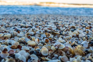 Kapalı kumsalda duran bir yığın kabuğa yakın çekim. yüksek kaliteli fotoğraf