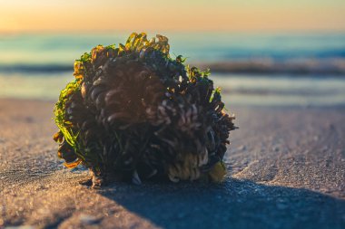 Okyanusta deniz kabuğu