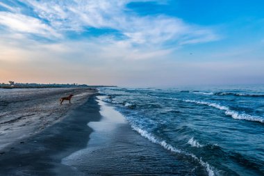 Köpek kıyı boyunca koşar.