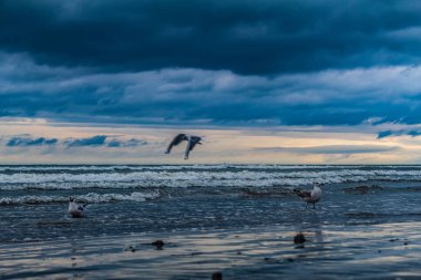 Akşam ışığında kumsalda martılar