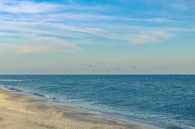 plaj üzerinde uçan martı