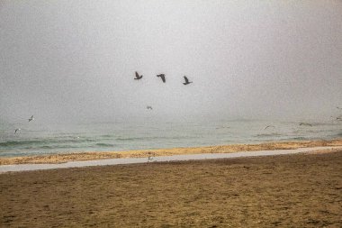 Denizde kuşlar ve martılar