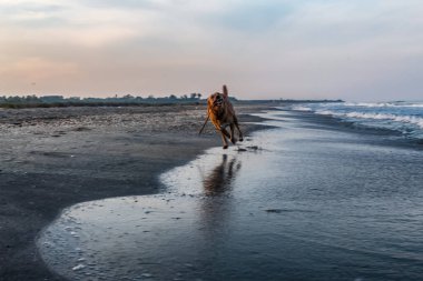 Kara köpek deniz kıyısında yürüyor.