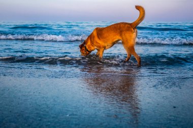 Köpek kumsalda oynuyor.