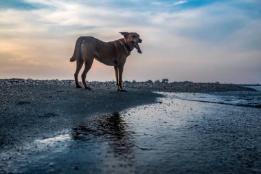 Köpek gün batımında denizde yürüyor.