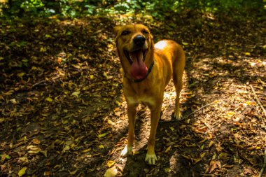 Ormanda bir köpek oturuyor.