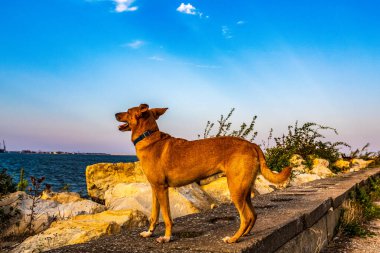 Deniz kıyısında siyah yakalı güzel kırmızı bir köpek.