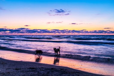 Köpekler gün batımında denizle oynuyorlar.
