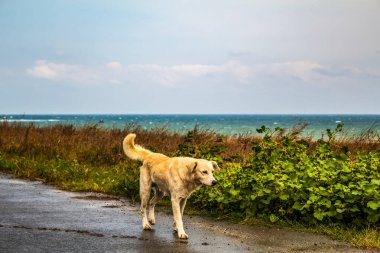Denizde koşan Golden Retriever