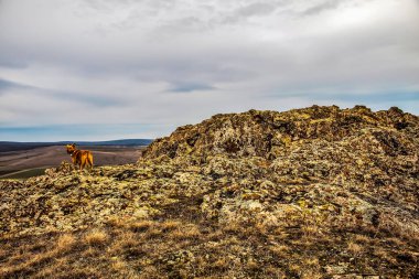 At dağlarda kayalarda oturuyor.