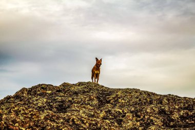 Dağlarda kızıl tilki