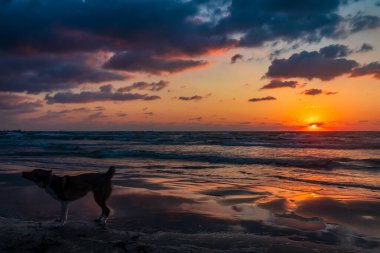 Gün batımında sahilde güzel bir köpek resmi.