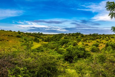 Ormandaki bir kır yolunun yeşil tarlaları ve çayırları