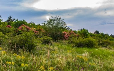 Doğanın güzel manzarası
